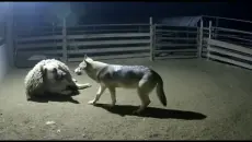 “彼养得功德”