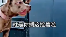 《它还是没精过我》