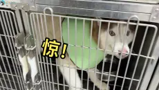 住院五天的二哈见到主人来了，那场面宛如杀猪现场！